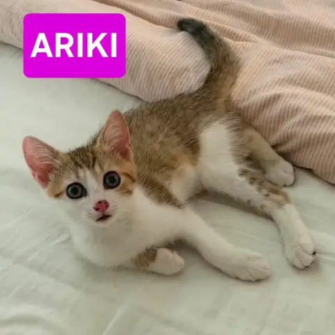 Electra Et Ariki photo 3
