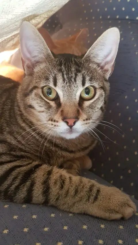 Goldi De Porto