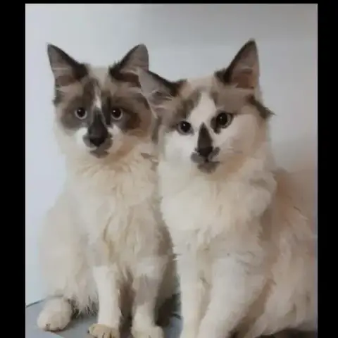 Ankor Et Azuelo