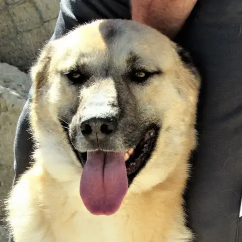 Mylo