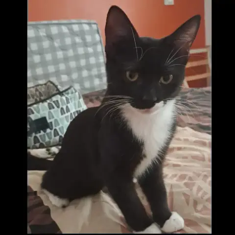 Bagherra photo 3