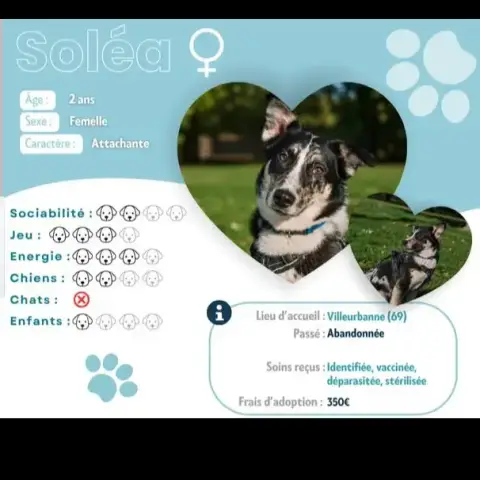Solea