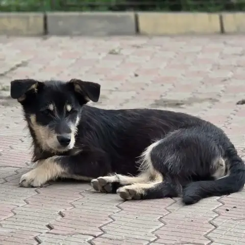 Zorro photo 3