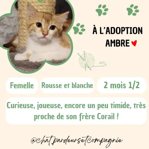 Ambre
