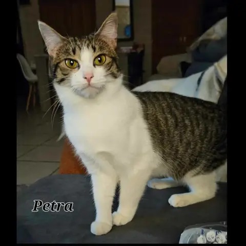 Pétra