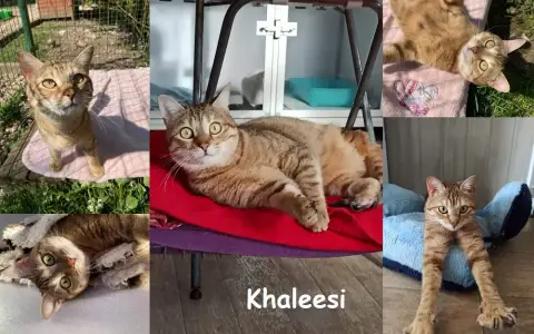 Khaleesi