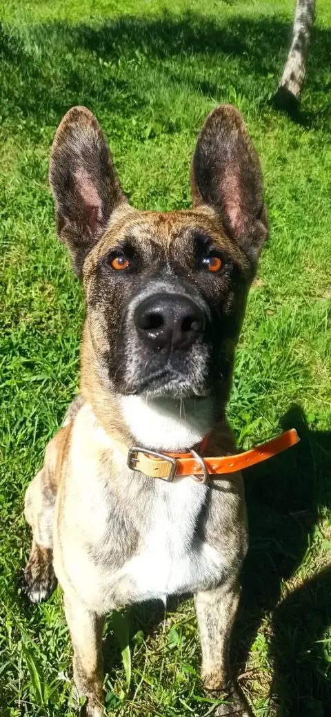Bandit