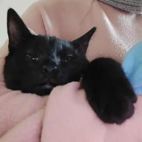 Nikita