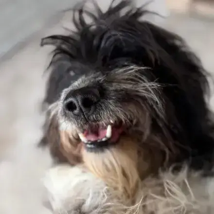 Teddy