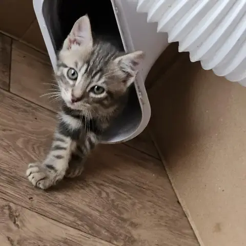 Zeus
