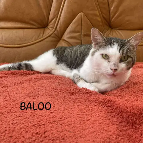 Baloo