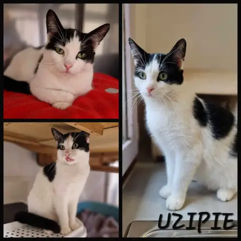 Uzipie