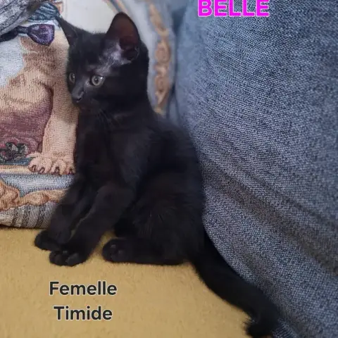 Belle