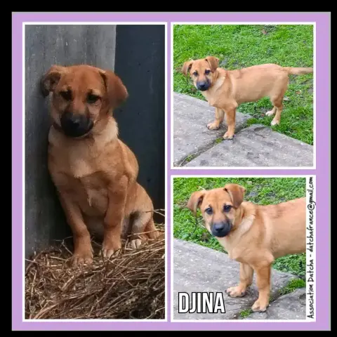Djina