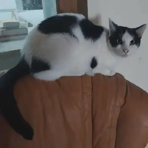 Felix