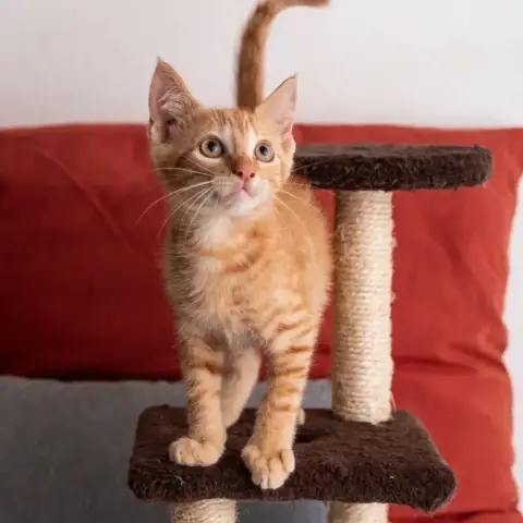 ✨️ Niro ✨️ 🐱 photo 3
