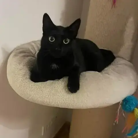 Tiga photo 2