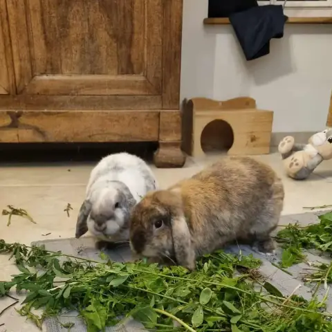 Coquine Et Biscuit En Duo