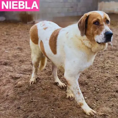 Niebla