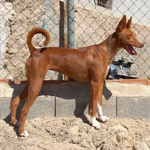 Ruby