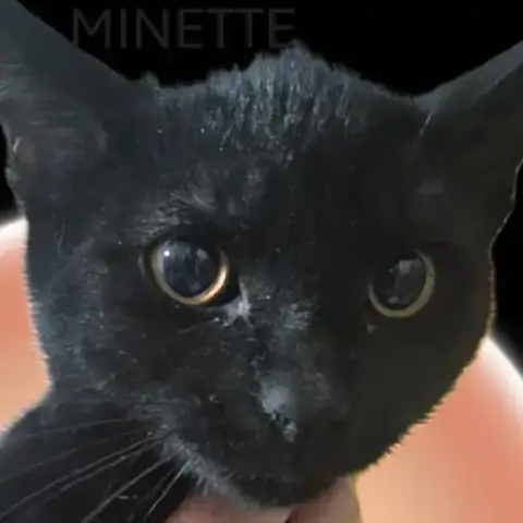 Minette