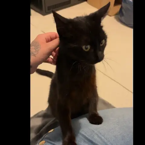 Kali