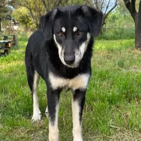 Poppy photo 3