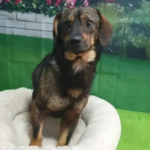 Droopy