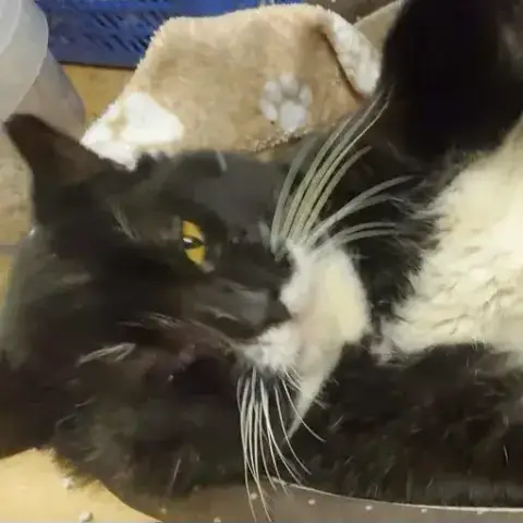 Domino