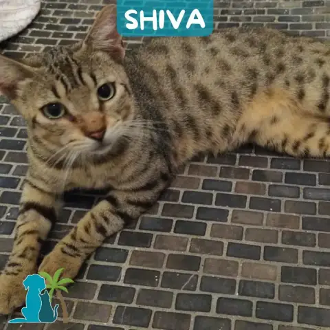 Shiva