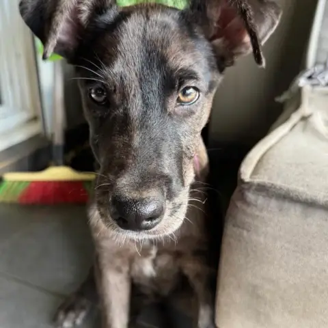 Stella photo 2
