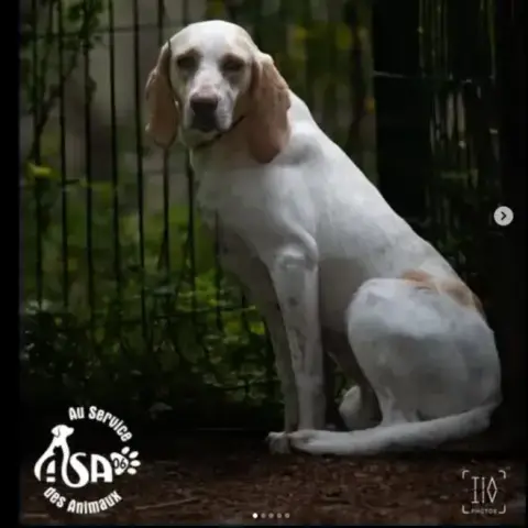 Dolly