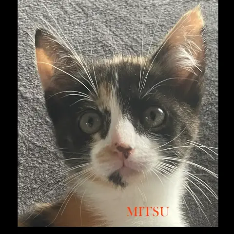 Mitsu