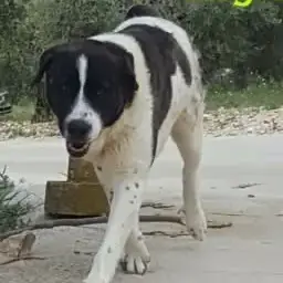 Logan