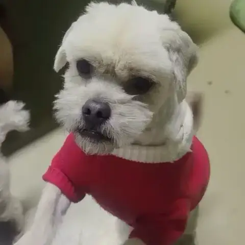 Stewie photo 2