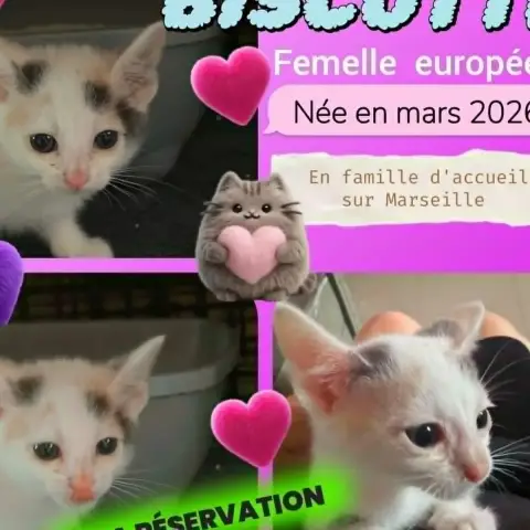 Biscotte