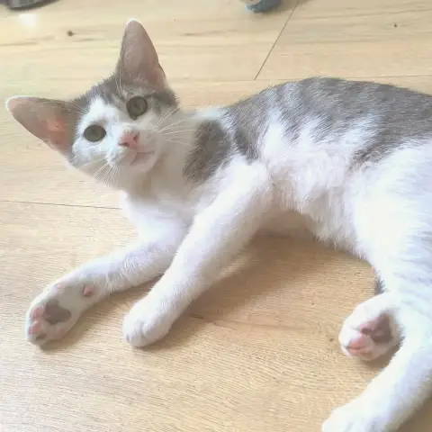 Tofu photo 3