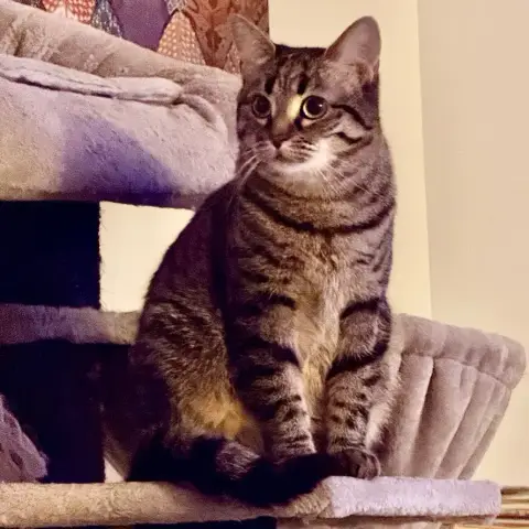 Dakota