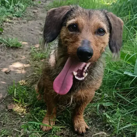 Mowgli