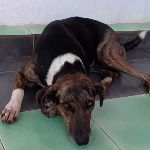 Nala