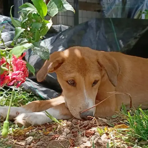 Nilo photo 3