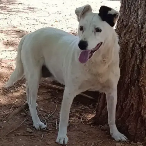 Kira
