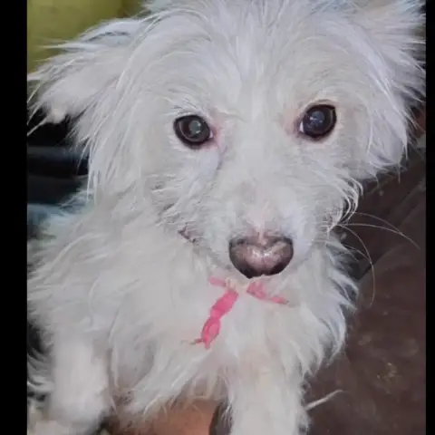 Sophie 2 photo 2