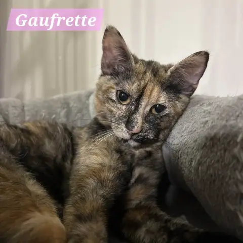 Gaufrette