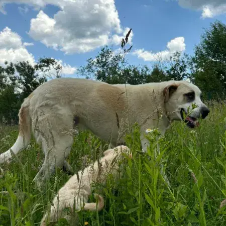 Baloo