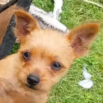 Coco