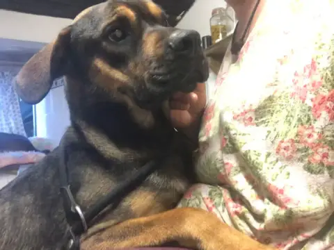 Taco