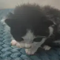 Oreo photo 2