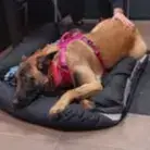 Vanille photo 3