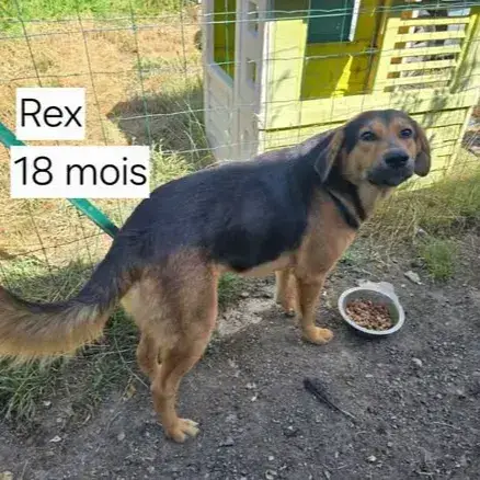 Rex